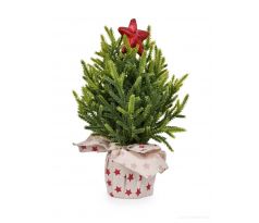 Hviezdičkový zázrak Dekoratívny vianočný stromček 26 cm